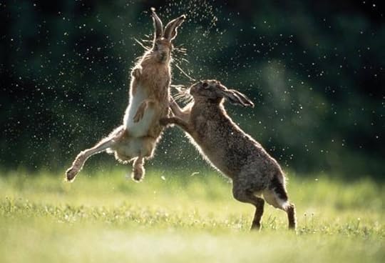 Boxing Hares (from The Independent)