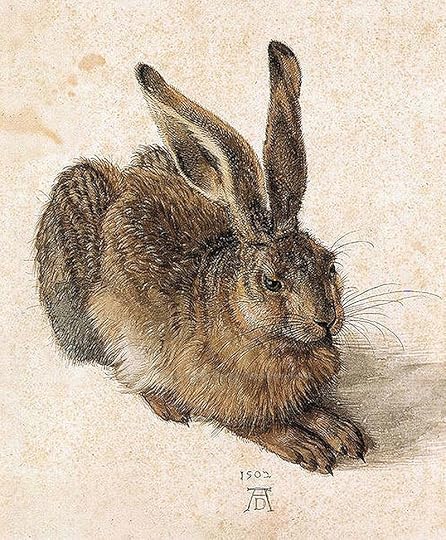 Hare by Albrecht Durer the Younger