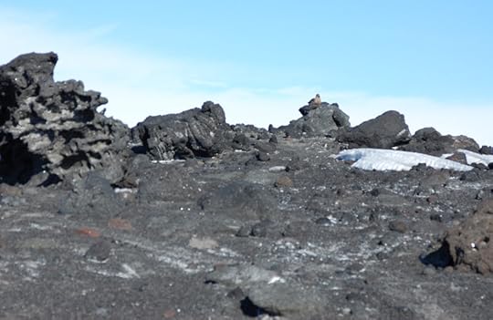 Spot the skua. It’s watching. Always watching.