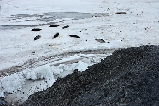 From Vince’s Cross, you can look down on the descendants of the Weddell seals that sustained the early explorers, slumbering peacefully under the protection of the Antarctic Conservation Act.