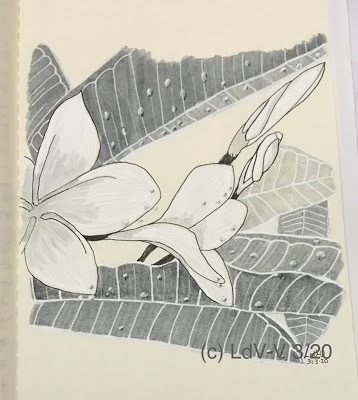 ink drawing of rain drops on frangipani leaves and flowers, artist Linzé Brandon