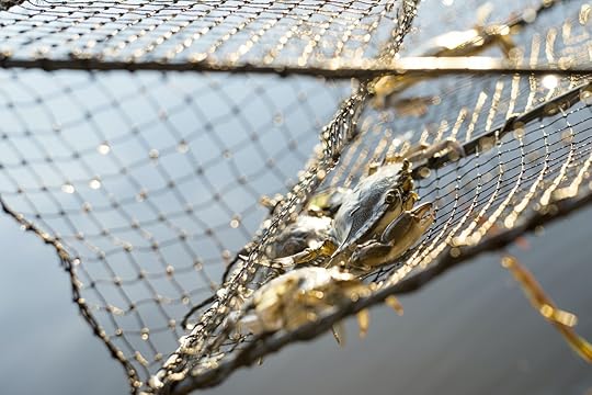 lowcountry-blue-crab-trap