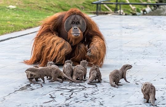 Orangutan