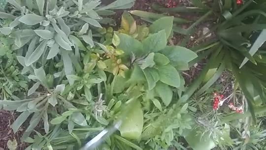 VID_20200407_185047559.mp4