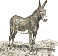 Mule