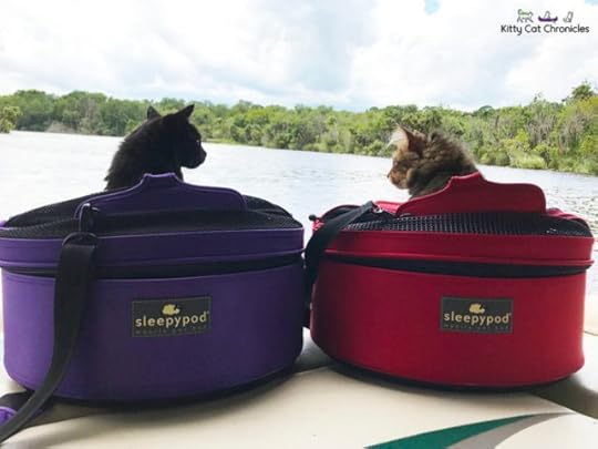 adventure-cats-boat