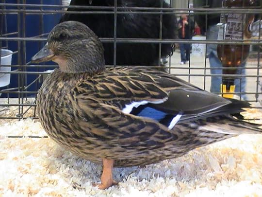 Grey Call Duck Hen - International Waterfowl Breeders Association