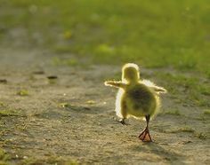 If it walks like a duck . . . | Funny dog captions