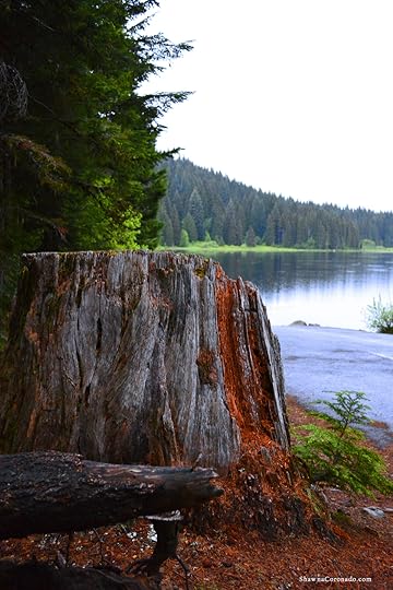 Lake Trillium on Mount Hood Tree Stump copyright Shawna Coronado