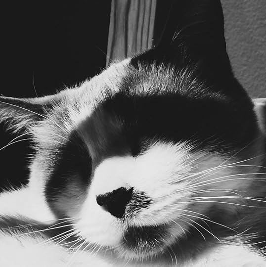 sleeping-cat-shadow-photography.jpg