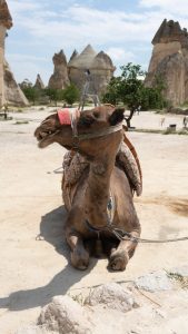 Trust in God But Tie Your Camel