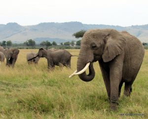 Elephant in Africa by Lisa Niver