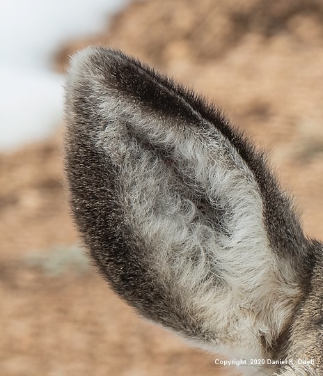 The Ears Have It