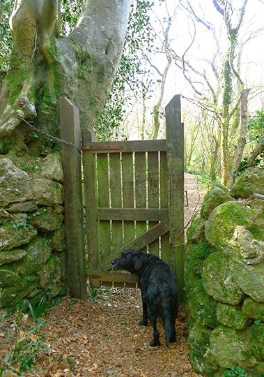 Woodland gate