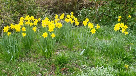 Wild daffodils