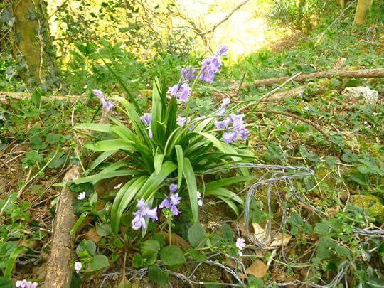 Bluebells and barbed wire