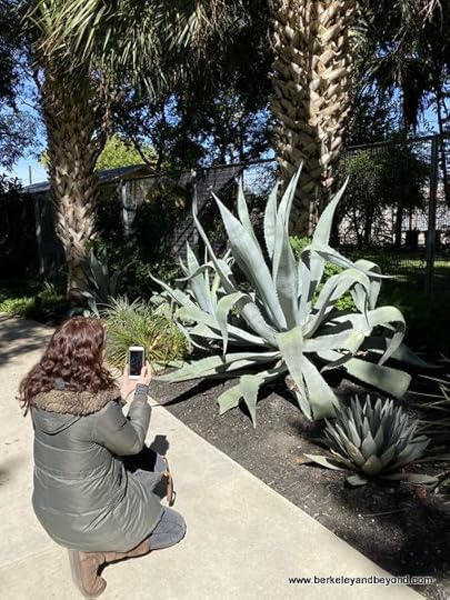 giant agave plant at Christ Park in San Antonio, Texas