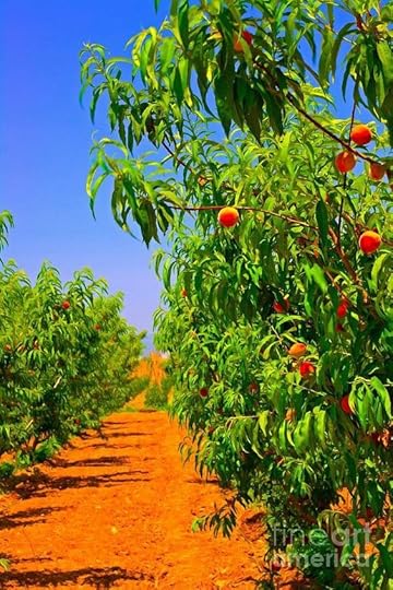 peach orchard - Google Search