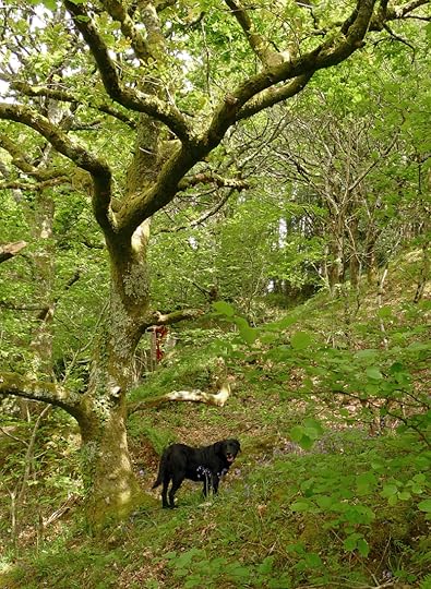 Tilly below the cloutie tree