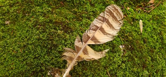 Feather on moss