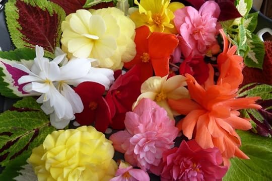 Begonias - Kris Pearson