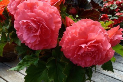 Begonias - Kris Pearson