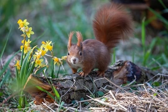 Spring Squirrel