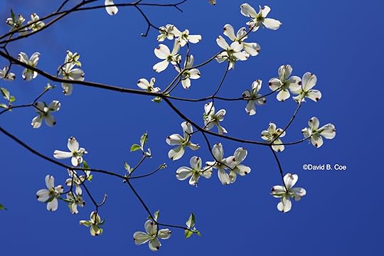 White Dogwood on Blue, by David B. Coe
