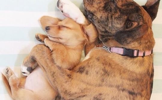 big don and little dog - Google Search