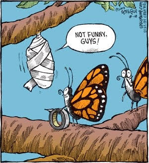 butterfly