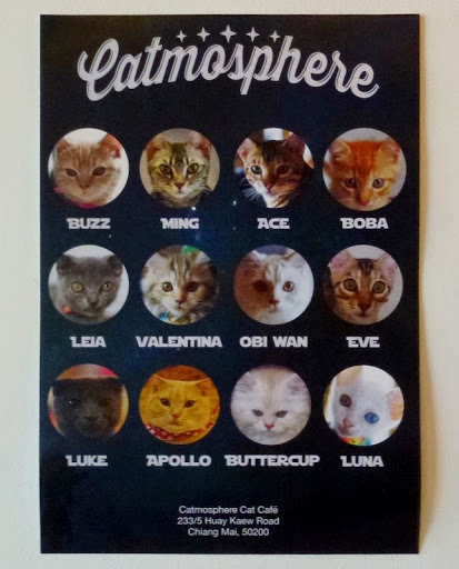 The Star Wars themed Cat Cafe! From 5 Reasons to Visit a Cat Cafe (and 5 Reasons Not To)