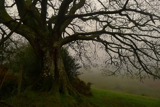 The Oak Elder in early morning light