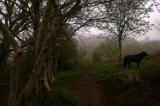 Hound in the mist