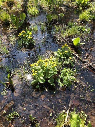 marsh marigolds 2020