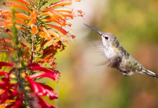 hummingbird