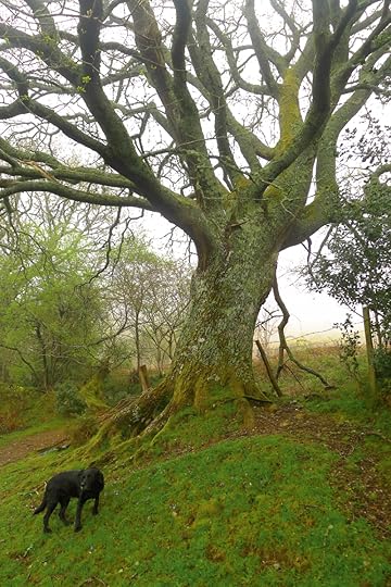 The Oak elder in spring