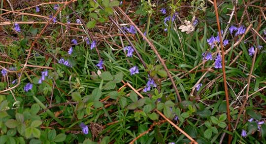 Bluebells and brambles