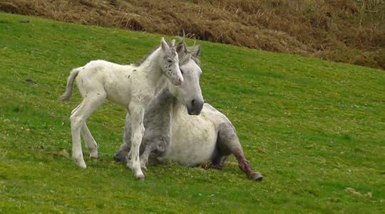 Dartmoor pony and foal, Chagford