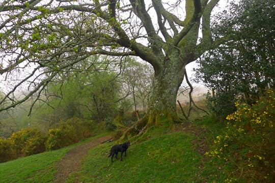 Tilly and the Oak elder