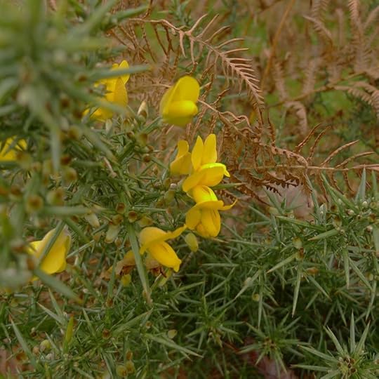 Gorse blossoms