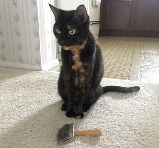 slicker-brush-tortoiseshell-cat