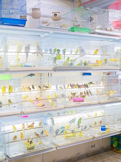 Farah Al Qasimi, Bird Market, 2020