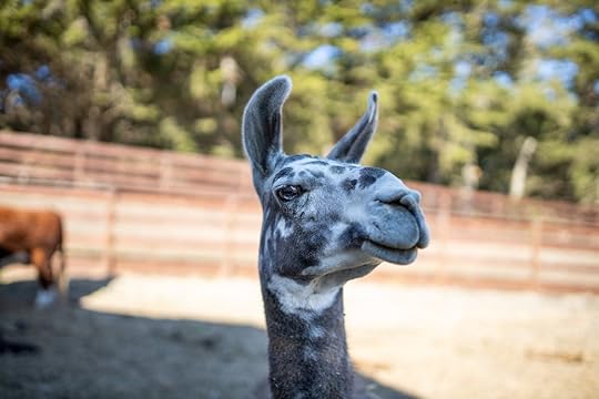 Sweet Farm llama