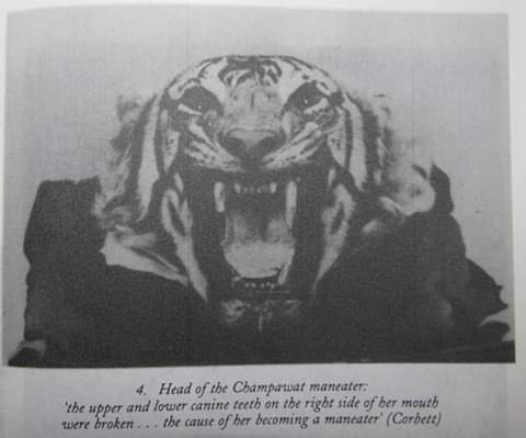 Champawat Man Eater