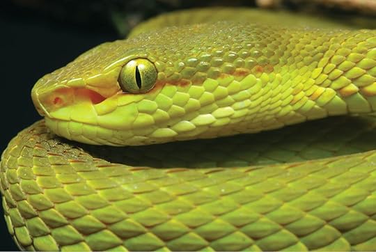 Trimeresurus salazar