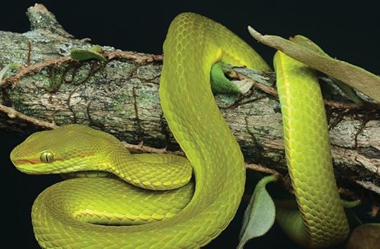 Trimeresurus salazar