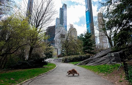 Een wasbeer op wandel in het bijna verlaten Central Park van New York op 16 april 2020. (foto: Johannes Eisele/AFP, Getty Images)