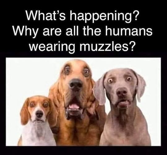 three dogs