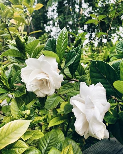 Let It Be Sunday, 268!