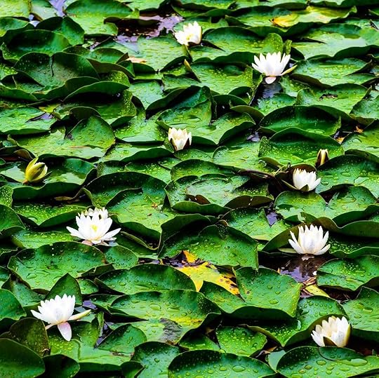Green lilly pads holding small puddles of water with blooming white flowers